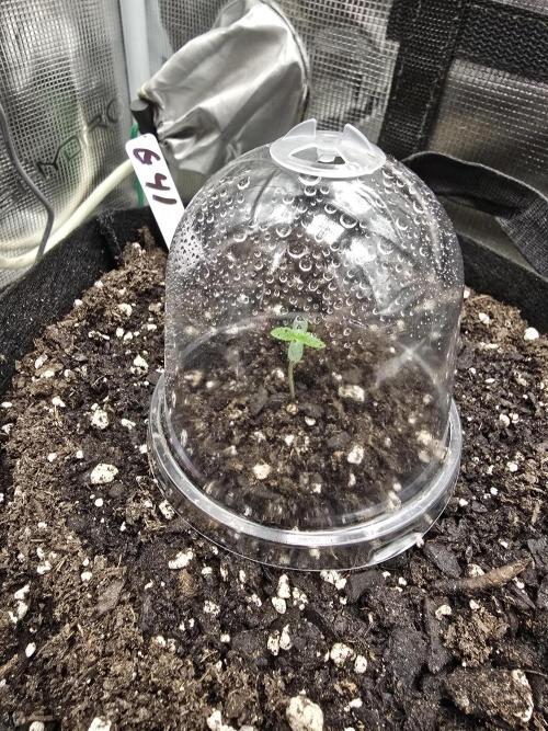 Gelato 41. Week 0