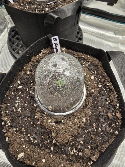 Blueberry Faygo. Week 0