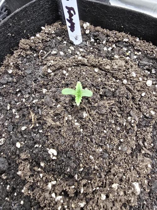 Blueberry Faygo. Week 0