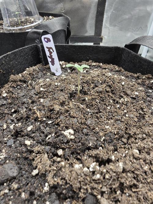 Blueberry Faygo. Week 0