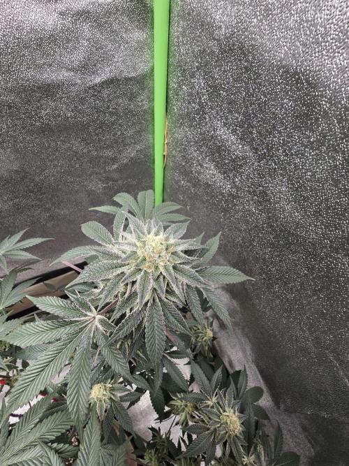 @Grow4Releaf. Week 16