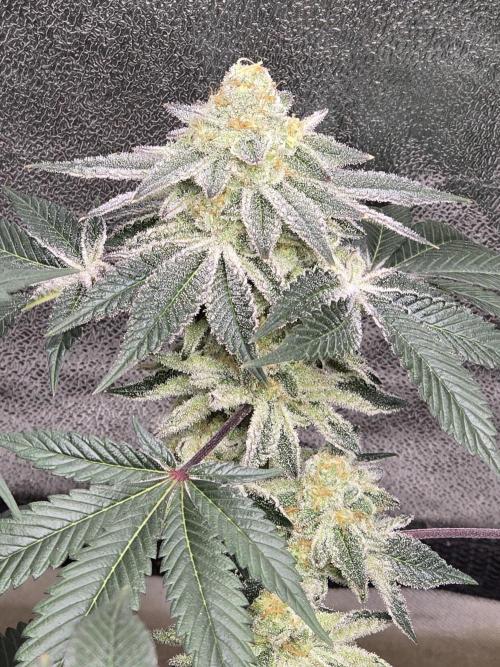 @Grow4Releaf. Week 16