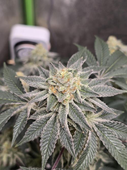 @Grow4Releaf. Week 16