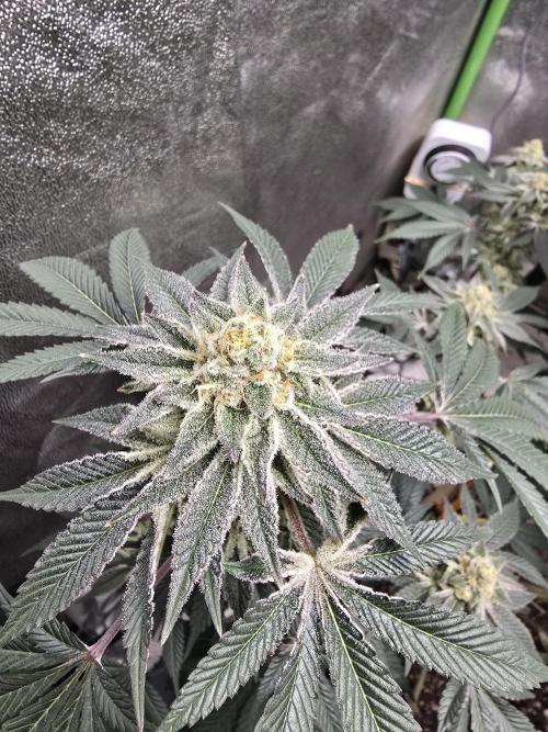 @Grow4Releaf. Week 16