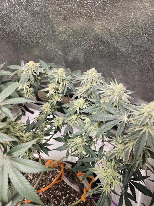 @Grow4Releaf. Week 16
