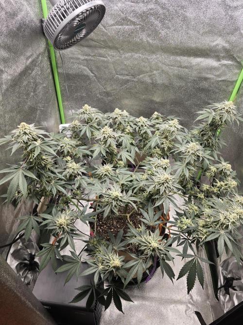 @Grow4Releaf. Week 16