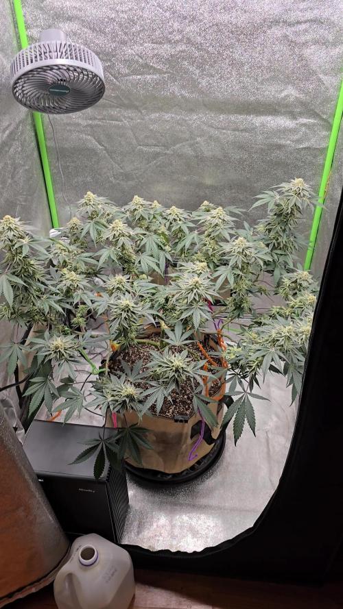@Grow4Releaf