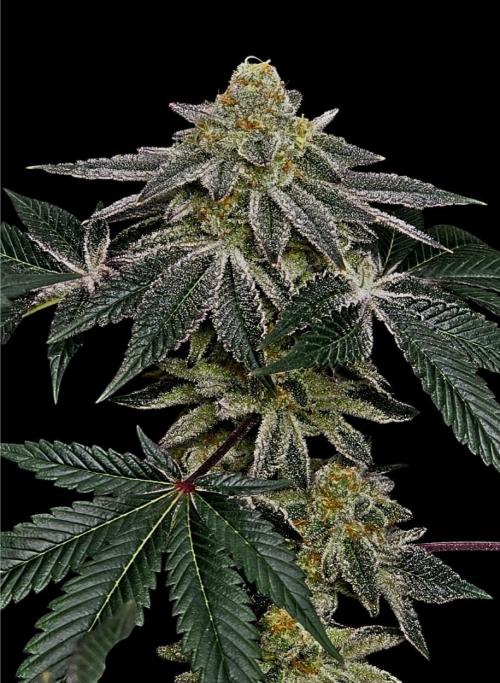 @Grow4Releaf. Week 16 - 🔥 