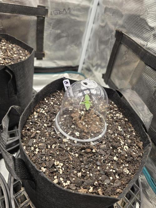 Blueberry Faygo. Week 1