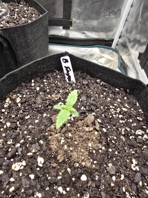 Blueberry Faygo. Week 1