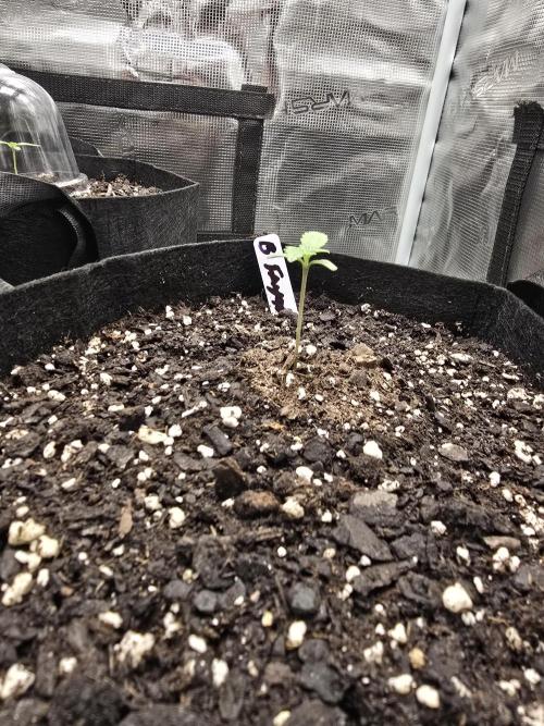 Blueberry Faygo. Week 1