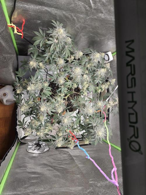 @Grow4Releaf. Week 17