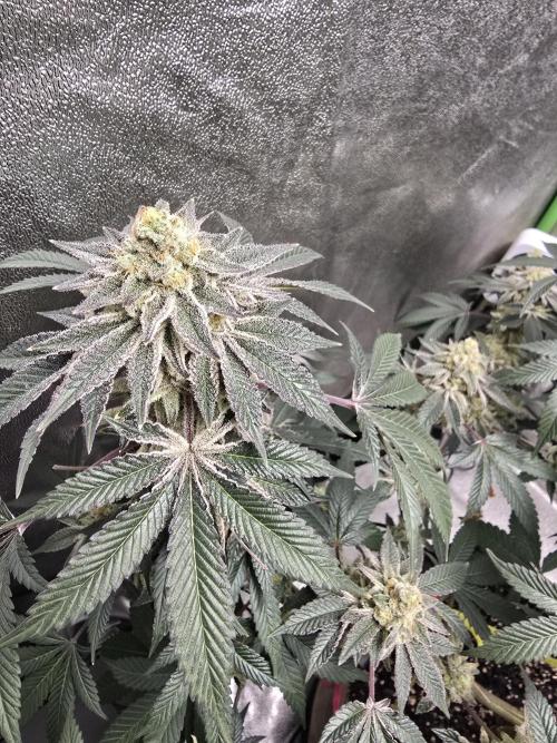 @Grow4Releaf. Week 17