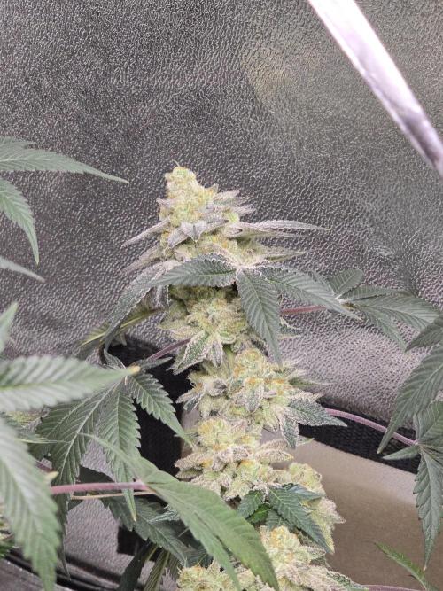 @Grow4Releaf. Week 17