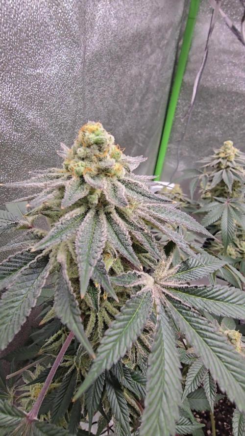 @Grow4Releaf