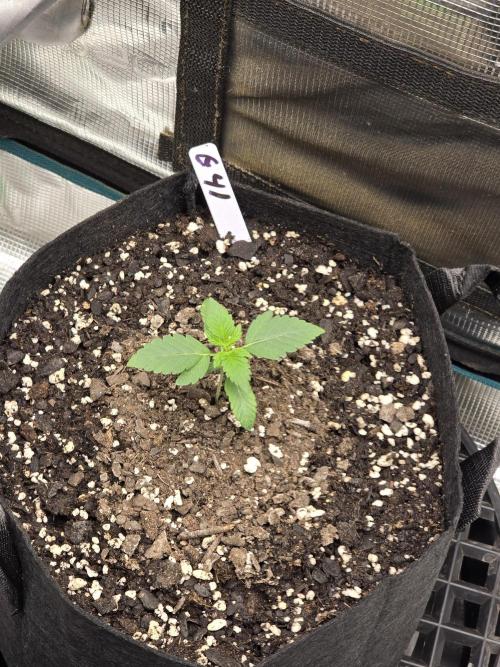 Gelato 41. Week 2