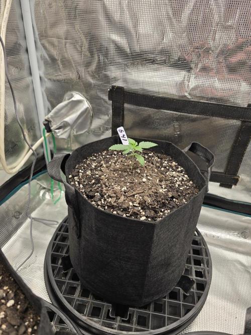 Gelato 41. Week 2