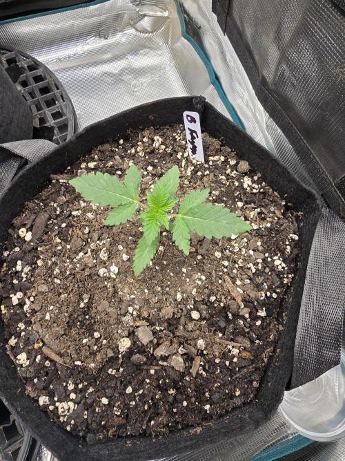 Blueberry Faygo. Week 2