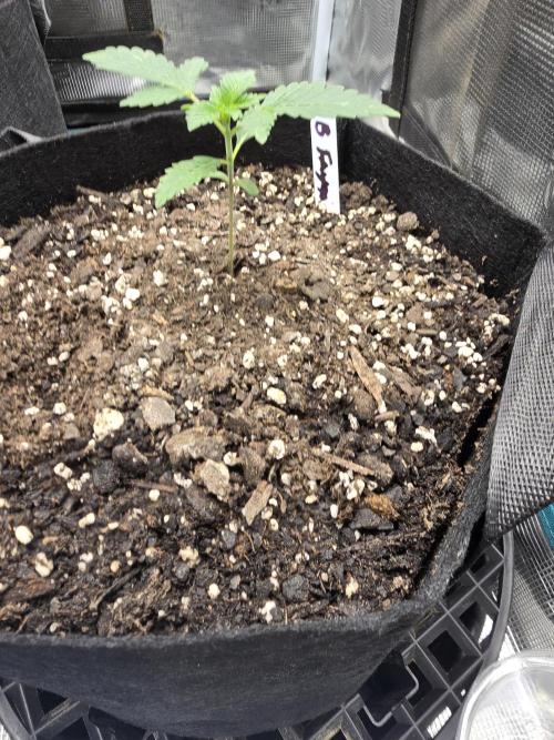 Blueberry Faygo. Week 2