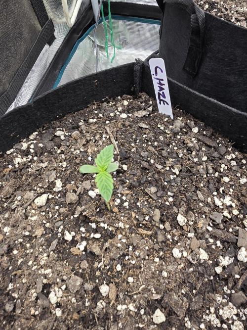 🍫 haze. Week 1