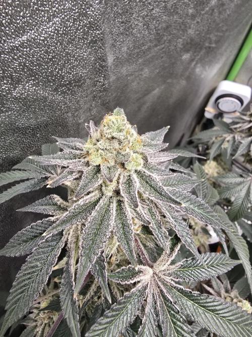 @Grow4Releaf. Week 18