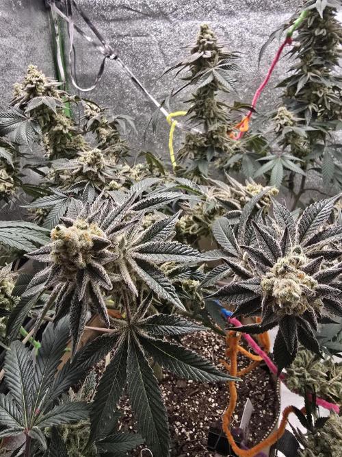 @Grow4Releaf. Week 18