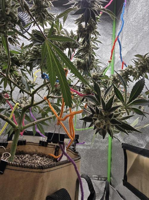 @Grow4Releaf. Week 18