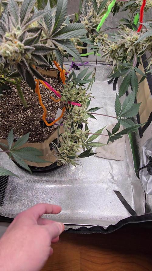 @Grow4Releaf