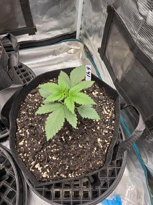 Gelato 41. Week 3