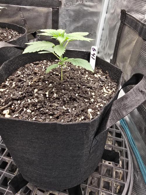 Gelato 41. Week 3