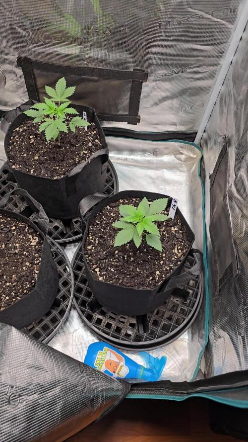 Gelato 41