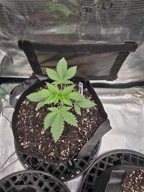 Blueberry Faygo. Week 3