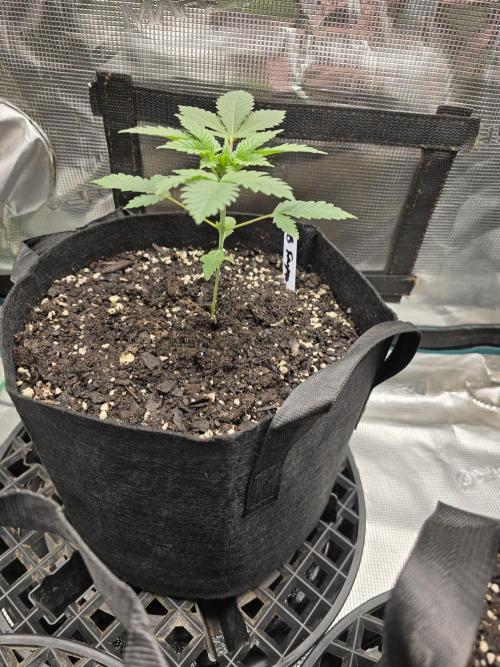 Blueberry Faygo. Week 3
