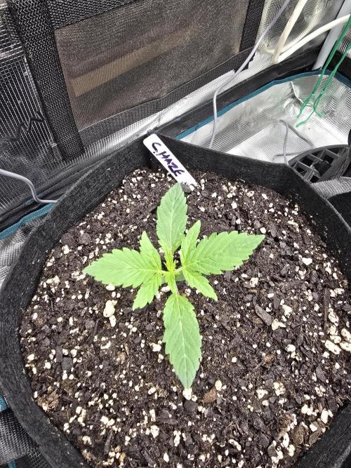 🍫 haze. Week 2