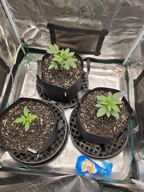 🍫 haze. Week 2