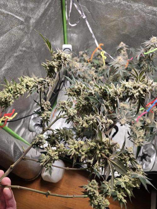 @Grow4Releaf. Week 19
