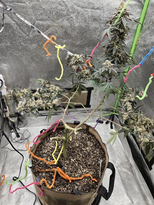 @Grow4Releaf. Week 19
