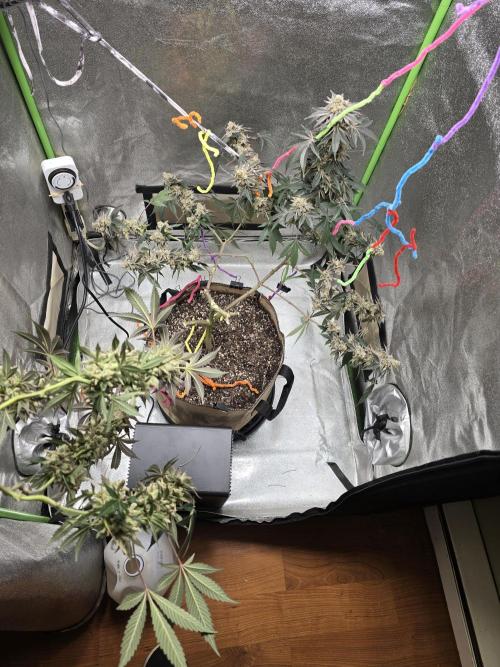 @Grow4Releaf. Week 19
