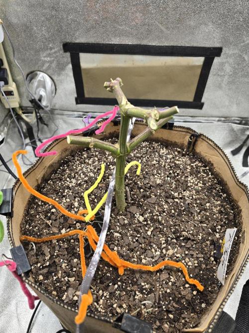 @Grow4Releaf. Week 19