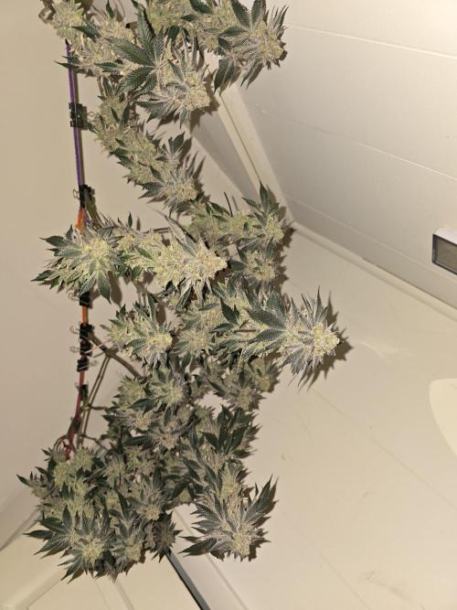@Grow4Releaf. Week 19