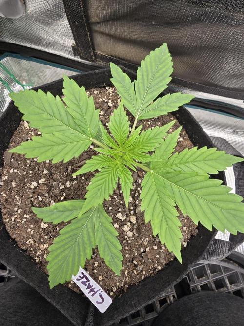 🍫 haze. Week 3