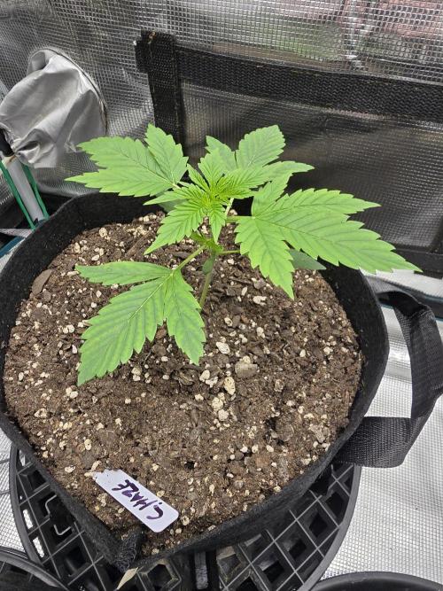 🍫 haze. Week 3
