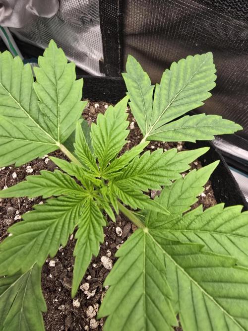 🍫 haze. Week 3