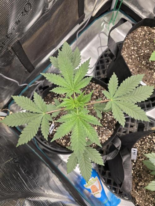 Blueberry Faygo. Week 4