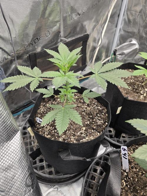 Blueberry Faygo. Week 4
