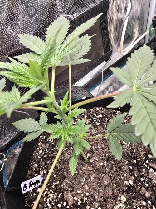 Blueberry Faygo. Week 4