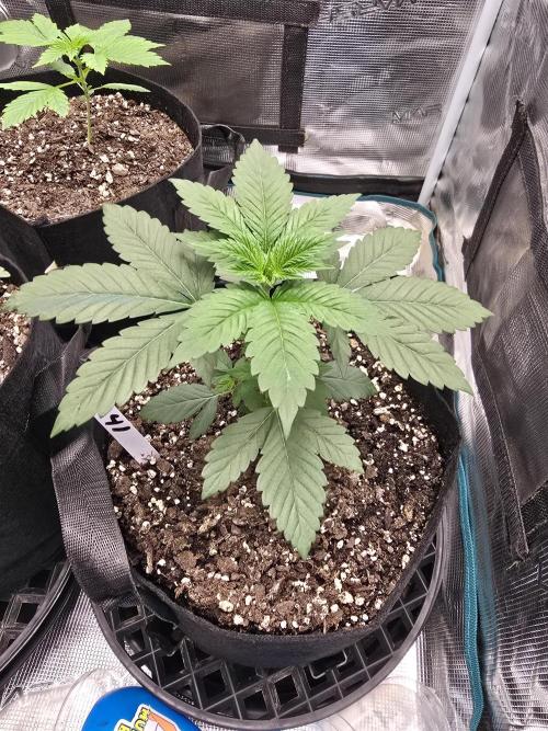 Gelato 41. Week 4