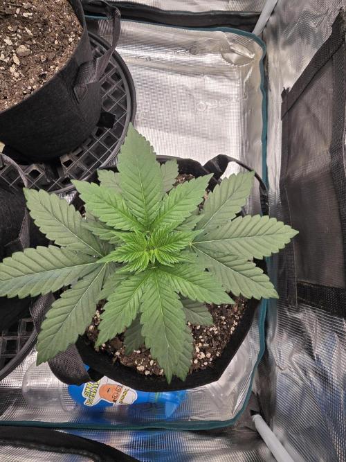 Gelato 41. Week 4