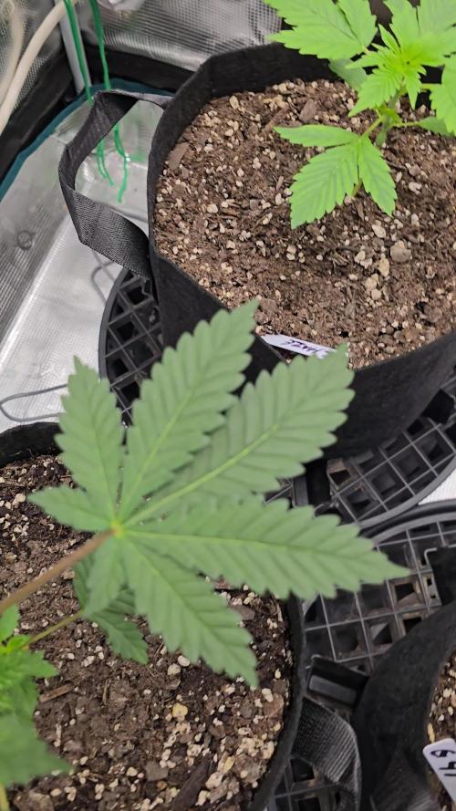 Gelato 41