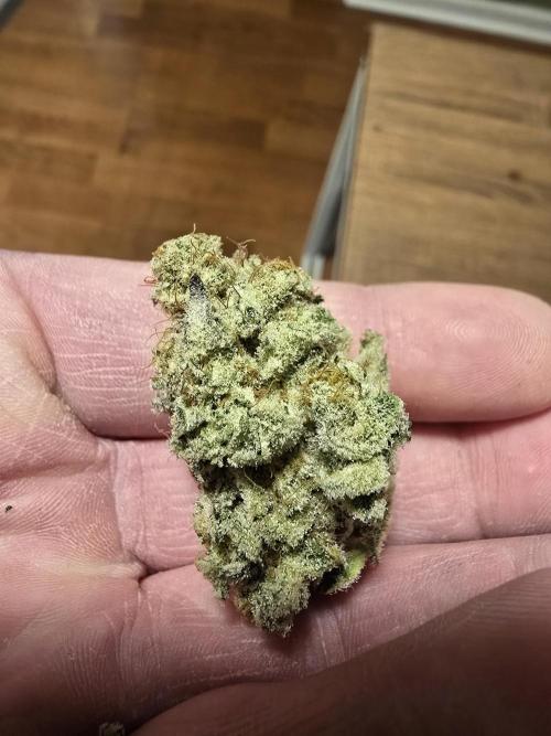 @Grow4Releaf. Week 19 - From the broken branch two weeks earlier..